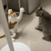 萌宠 猫咪 扑 呆萌 可爱