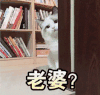 萌宠 猫咪 老婆 呆萌 可爱