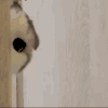 萌宠 猫咪 偷看 呆萌 可爱