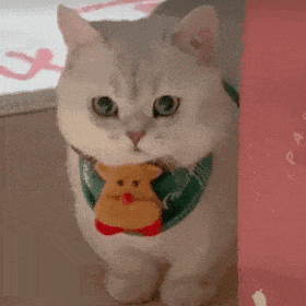 萌宠 猫咪 盯 呆萌 可爱