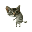 萌宠 猫咪 苍蝇 呆萌 可爱