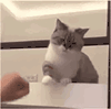萌宠 猫咪 击掌 呆萌 可爱