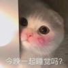萌宠 猫星人 今晚一起睡觉吗 好奇 呆萌 可爱