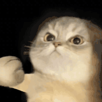 萌宠 猫咪 打 呆萌 可爱