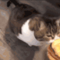 萌宠 猫咪 吃 呆萌 可爱
