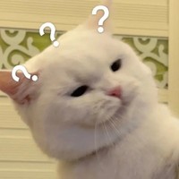 萌宠 猫 ？ 好奇 呆萌 可爱