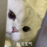 萌寵 貓咪 我沒生氣 呆萌 可愛