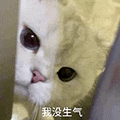 萌宠 猫咪 我没生气 呆萌 可爱