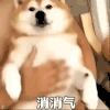 萌宠 狗狗 消消气 呆萌 可爱