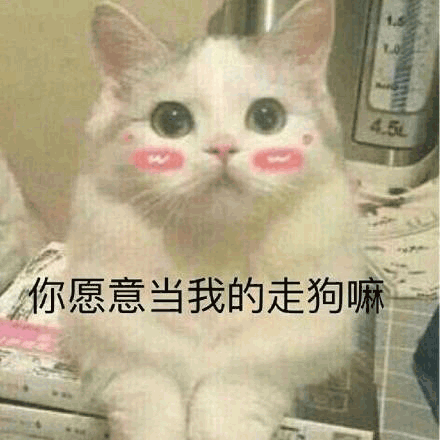 沙雕猫