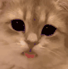 萌宠 猫咪 wink 呆萌 可爱