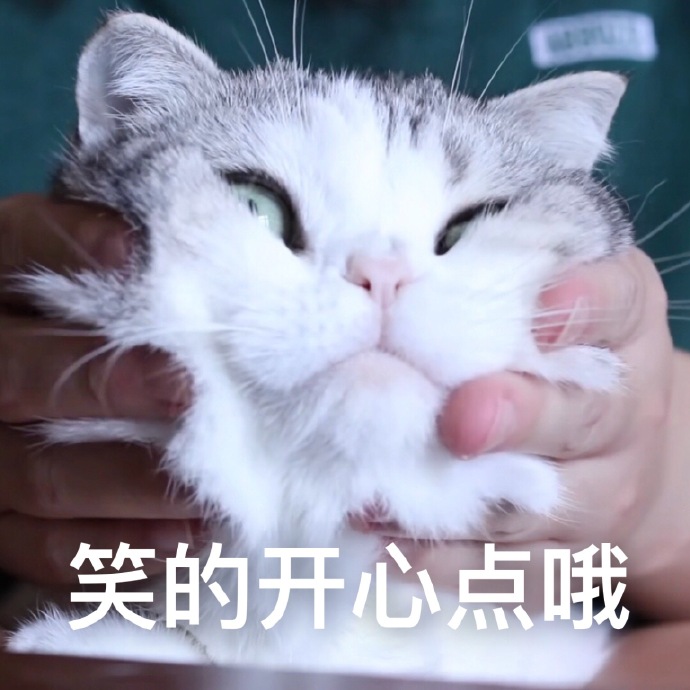 猫咪开心表情包搞笑图片