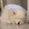 萌宠 狗狗 无聊 呆萌 可爱
