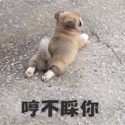 萌宠汪星人哼不睬你你走开呆萌可爱gif动图_动态图_表情包下载_soogif