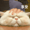 萌宠 猫咪 享受 呆萌 可爱