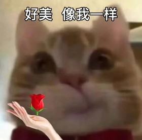 歪嘴小猫 沙雕 搞笑 逗