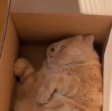 萌宠 猫咪 躺着 呆萌 可爱
