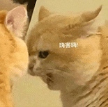 萌寵 貓咪 嗨害嗨 呆萌 可愛