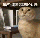 耄耋 猫咪 可爱 搞怪
