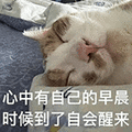 萌宠 猫咪 心中有自己的早晨 呆萌 可爱