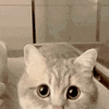 萌宠 猫咪 亲 呆萌 可爱
