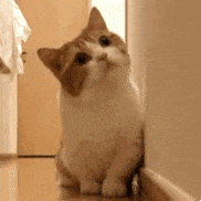 萌宠 猫咪 打哈欠 呆萌 可爱