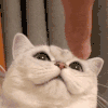 萌宠 猫咪 咬你 呆萌 可爱