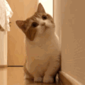 萌宠 猫咪 打哈欠 呆萌 可爱
