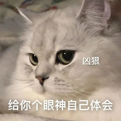 猫咪 萌宠 可爱 搞笑