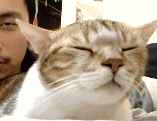 猫咪摇摆gif表情包图片