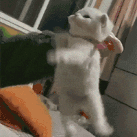萌宠 猫咪 打 呆萌 可爱