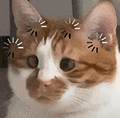 萌宠 猫咪 思考 呆萌 可爱