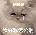 萌宠 猫咪 呜呜呜我好想老公啊 呆萌 可爱