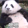 萌宠 熊猫 你憋说啦 呆萌 可爱