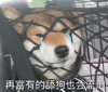 萌宠 狗狗 再富有的舔狗 也会流泪 搞怪 呆萌