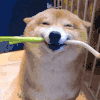 萌宠 狗狗 无奈 呆萌 可爱