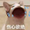 萌宠 猫咪 伤心欲绝 呆萌 可爱