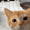萌宠 猫咪 看着你 呆萌 可爱