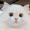 萌宠 猫咪 哭了 呆萌 可爱