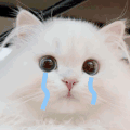 萌宠 猫咪 哭了 呆萌 可爱