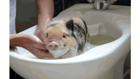 猪喝水的表情包GIF图片
