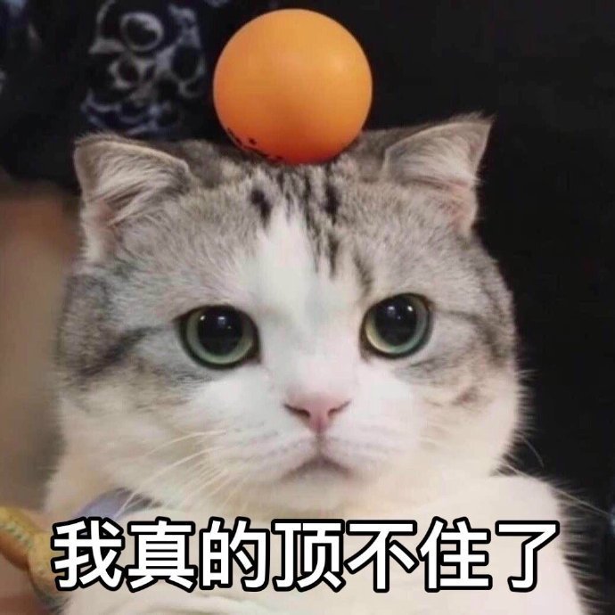 猫咪表情难受图片