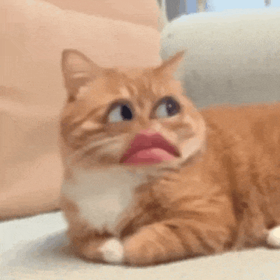 淑芬猫 猫咪 可爱 搞怪 抽象