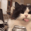 萌宠 猫咪 吐舌 呆萌 可爱