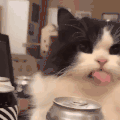萌宠 猫咪 吐舌 呆萌 可爱