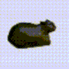 萌宠 猫咪 转圈 呆萌 可爱