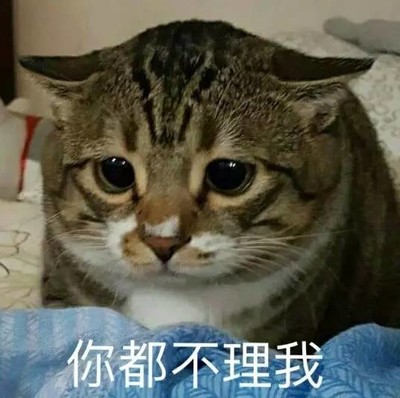 猫咪不开心图片_猫咪不开心动态图_猫咪不开心表情包gif动图下载_soo