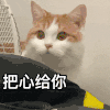 萌宠 猫咪 把心给你 呆萌 可爱