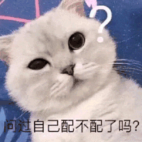 萌宠 猫咪 问过自己配不配了吗 呆萌 可爱