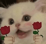 萌宠 猫咪 开心 呆萌 可爱